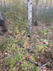 Rhododendron dauricum