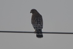 Buteo lineatus elegans