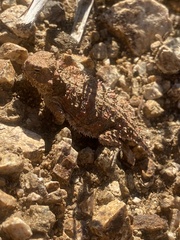 Phrynosoma blainvillii