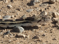 Pituophis catenifer deserticola