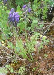 Muscari botryoides