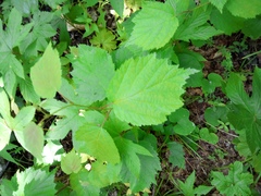 Corylus sieboldiana mandshurica