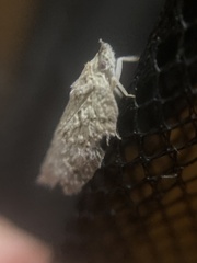 Flatoidinus punctatus