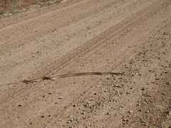 Pituophis catenifer deserticola