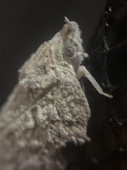 Flatoidinus punctatus