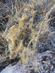 Cuscuta californica