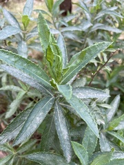 Senecio odoratus