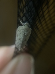 Flatoidinus punctatus