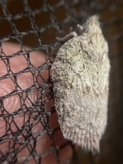 Flatoidinus punctatus