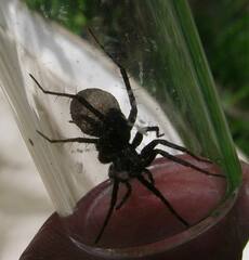 Pardosa coloradensis