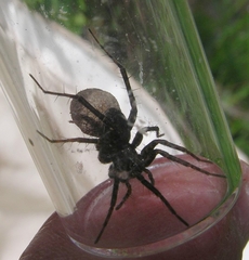 Pardosa coloradensis