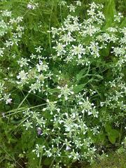 Bifora radians
