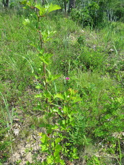 Crataegus dahurica