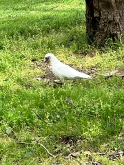 Cacatua tenuirostris