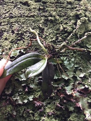 Drymoanthus adversus