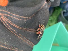 Ardices curvata