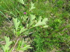 Crataegus dahurica