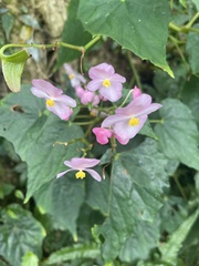 Begonia formosana