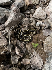 Thamnophis