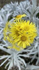 Senecio niveoaureus