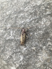 Susuacanga stigmatica