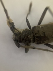 Susuacanga stigmatica