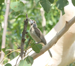 Philemon citreogularis