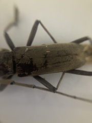 Susuacanga stigmatica