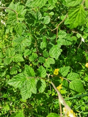 Rubus parvifolius