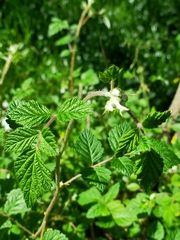 Rubus parvifolius