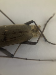 Susuacanga stigmatica