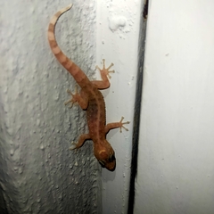 Phyllodactylus tuberculosus