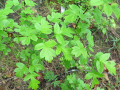Crataegus dahurica
