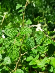 Rubus parvifolius