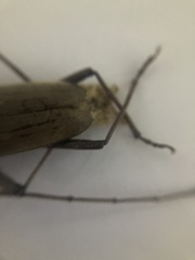 Susuacanga stigmatica