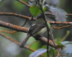 Leptopogon rufipectus