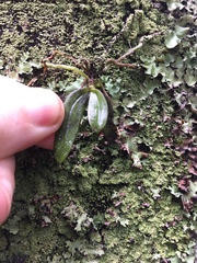 Drymoanthus adversus