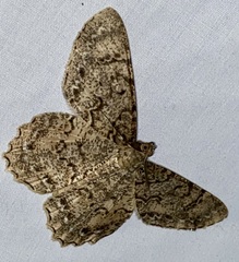 Epimecis