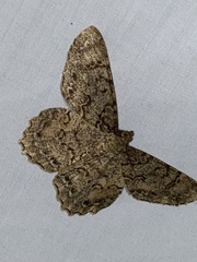 Epimecis