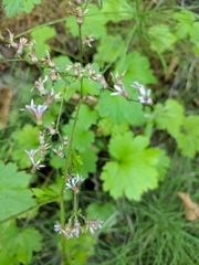 Boykinia occidentalis