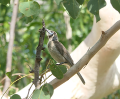 Philemon citreogularis