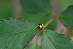 Illeis galbula