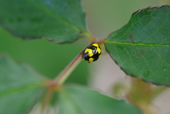 Illeis galbula