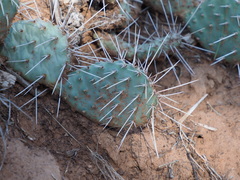 Opuntia tortispina