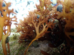 Chondrus crispus