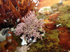 Corallina officinalis