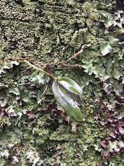 Drymoanthus adversus