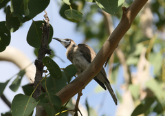 Philemon citreogularis