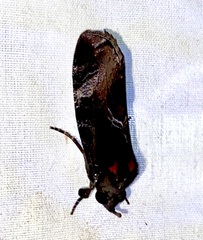 Fulgoridae