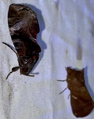 Fulgoridae